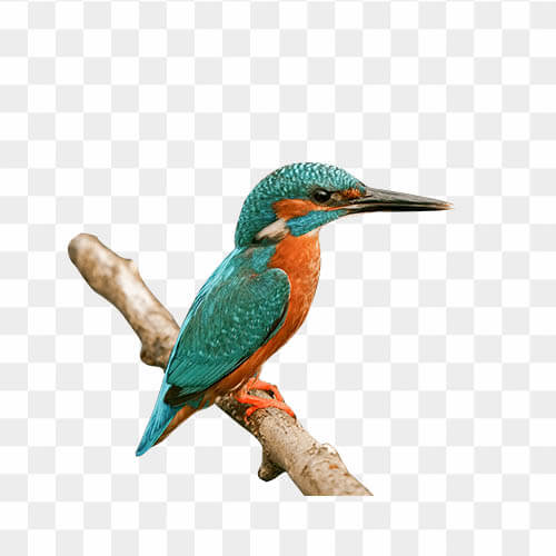 free stock  png of kingfisher bird in hd quality